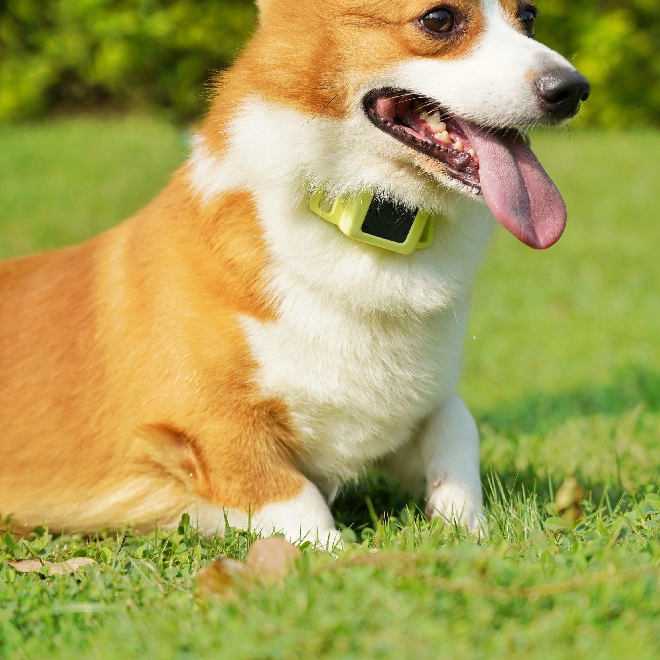 Real-time GPS tracker for kids, dogs and elderly(Subscription required) - Free Shipping Worldwide