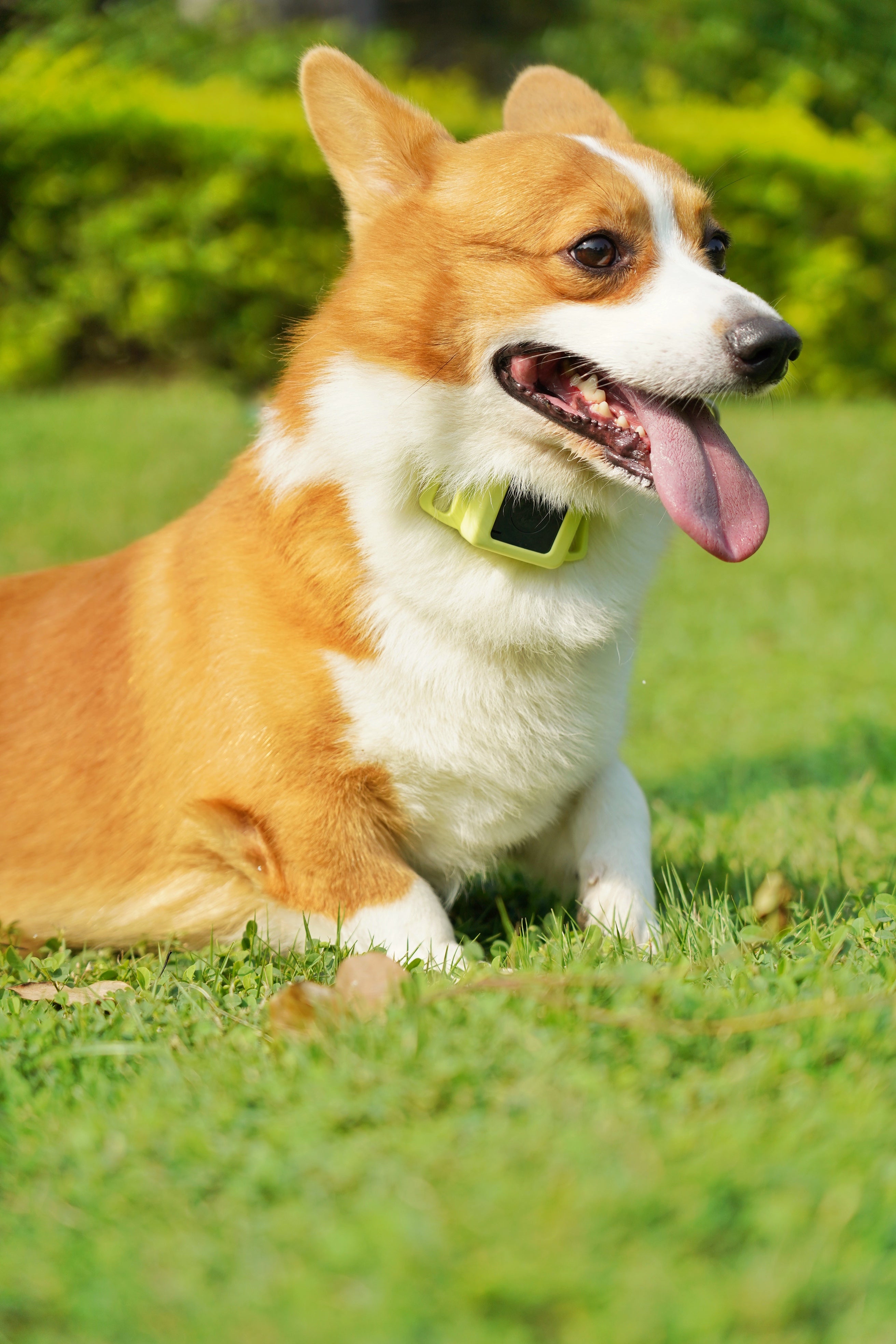 Real-time GPS tracker for kids, dogs and elderly(Subscription required) - Free Shipping Worldwide